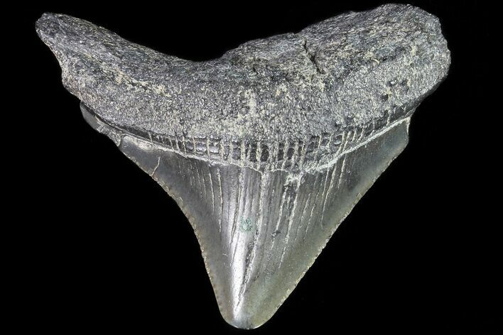 Juvenile Megalodon Tooth - Georgia #83647